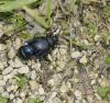 Timarcha goettingensis